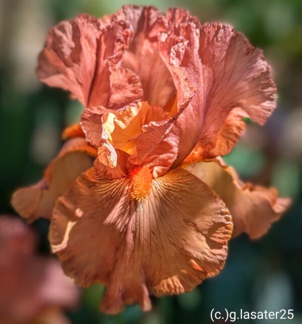 Copper Classic