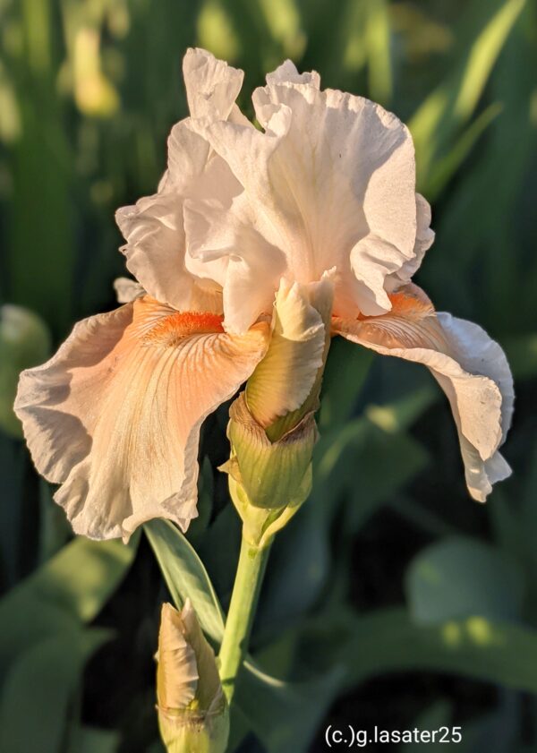 Coral Chalice - Image 3