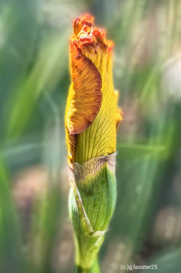 Burst - Image 3