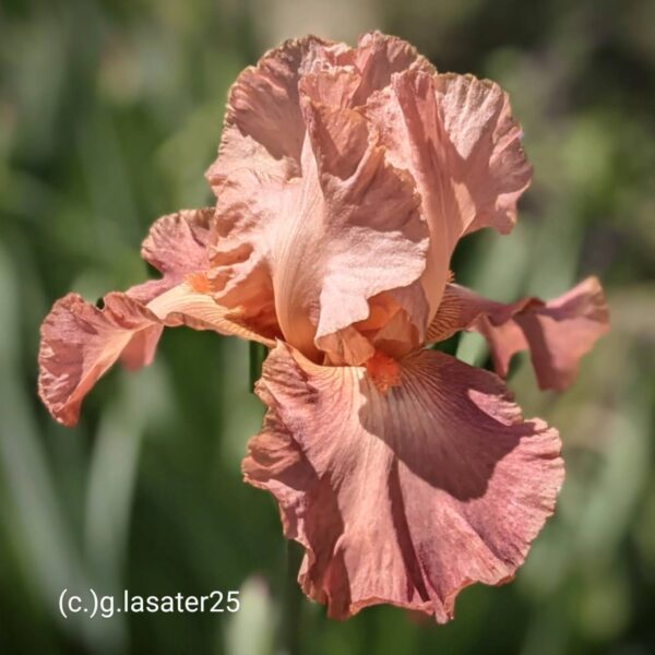 Copper Classic - Image 3