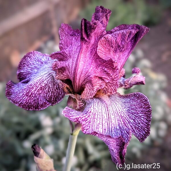 Lady In Purple